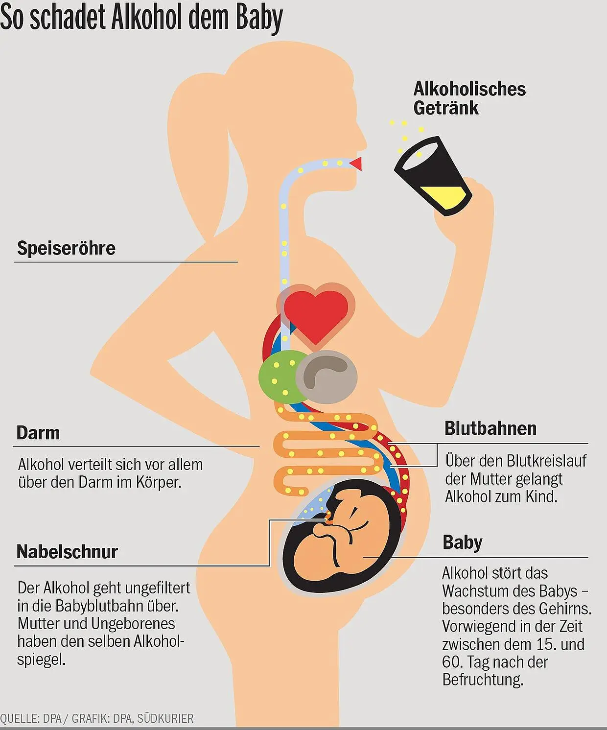 alkohol während der schwangerschaft - Bis wann ist Alkohol in der Schwangerschaft unbedenklich