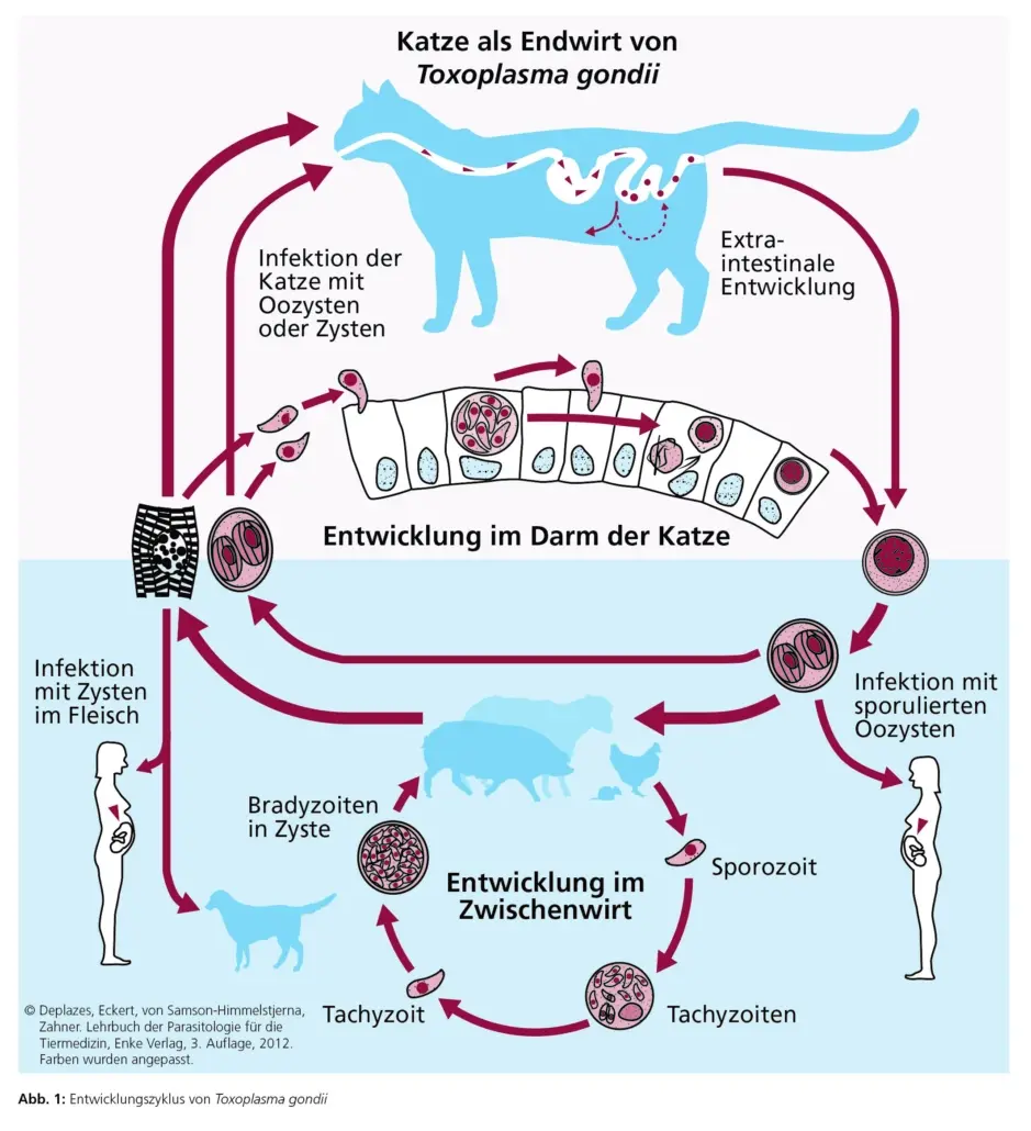 schwangerschaft toxoplasmose negativ - Bis wann ist Toxoplasmose in der Schwangerschaft gefährlich