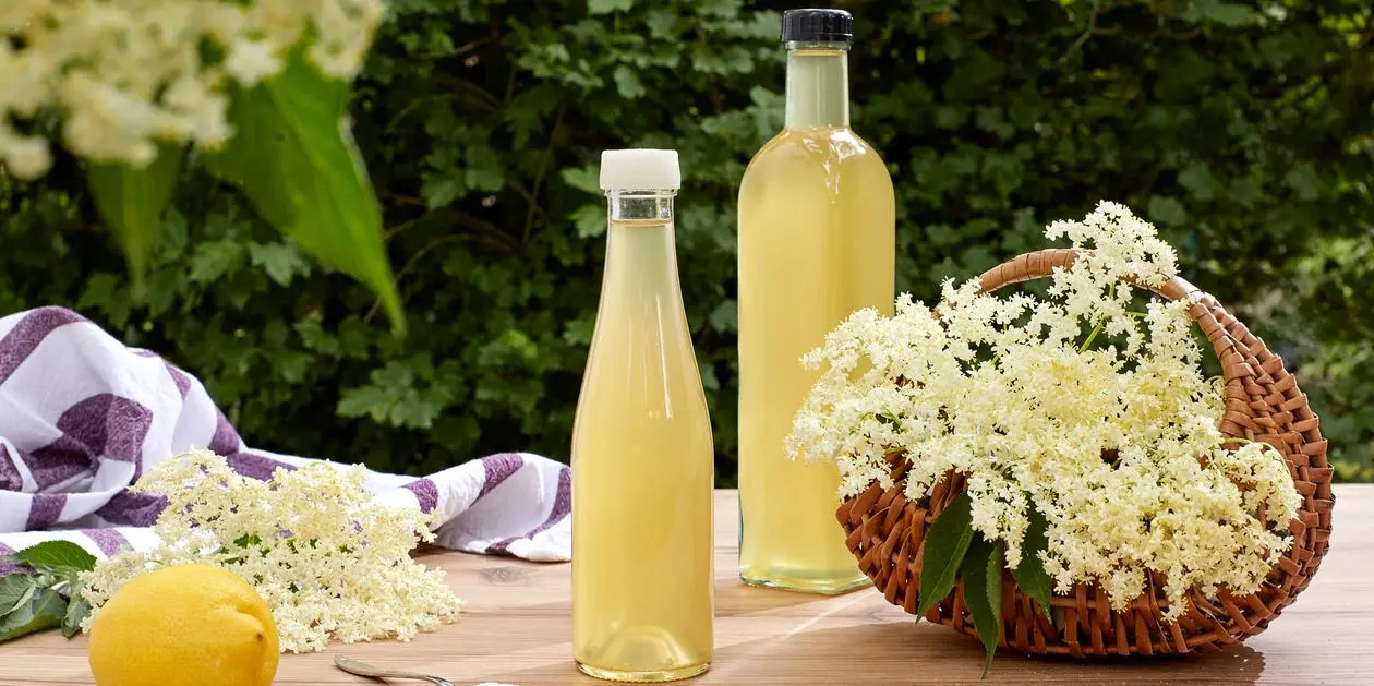 selbstgemachter holunderblütensirup schwangerschaft - Für was Holunderblütensirup