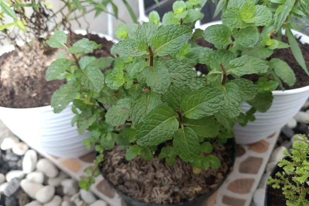 apfelminze schwangerschaft - Für was ist Apfelminze gut