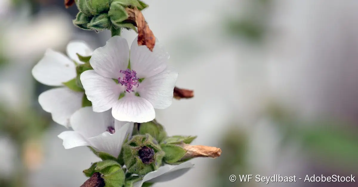 eibisch schwangerschaft - Für was ist Eibisch gut