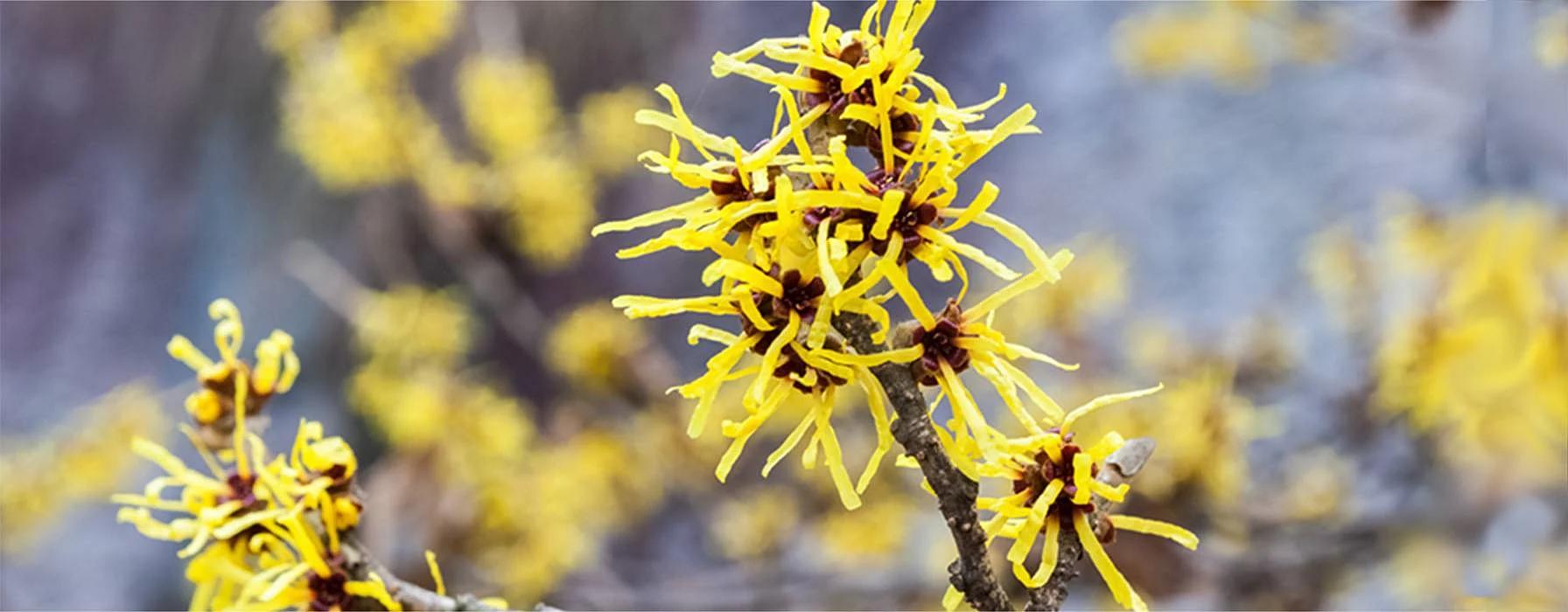 hamamelis schwangerschaft - Für was ist Hamamelis gut