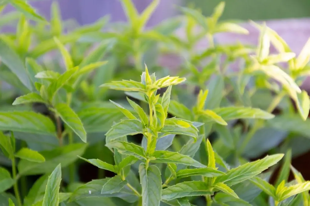 zitronenverbene schwangerschaft - Für was ist Zitronenverbene gut