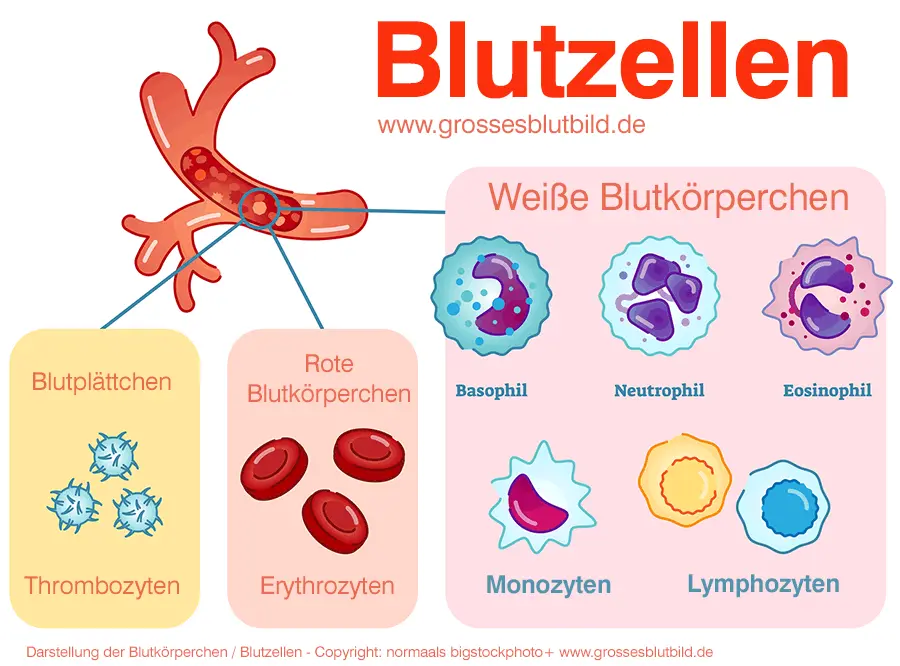 was ist wenn die monozyten erhöht sind - Für was sind Monozyten zuständig