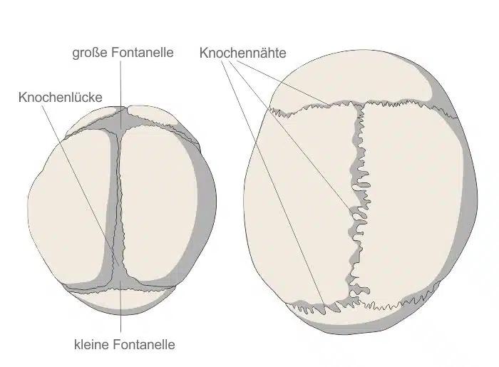fontanellen - Haben Erwachsene auch eine Fontanelle