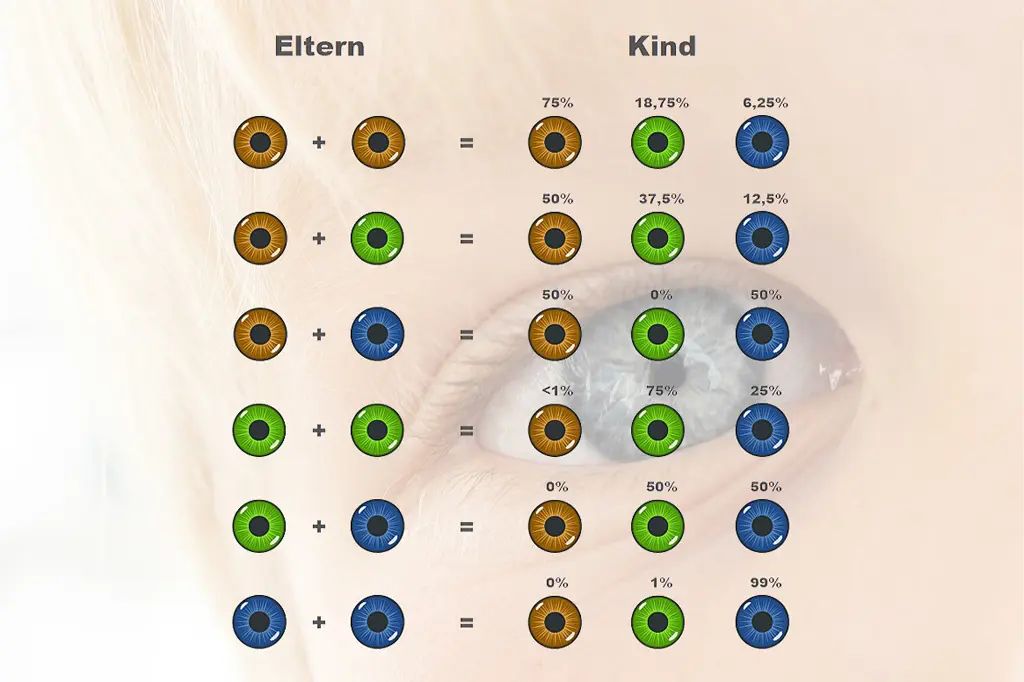 augenfarbe vererbung rechner - Haben Geschwister immer die gleiche Augenfarbe