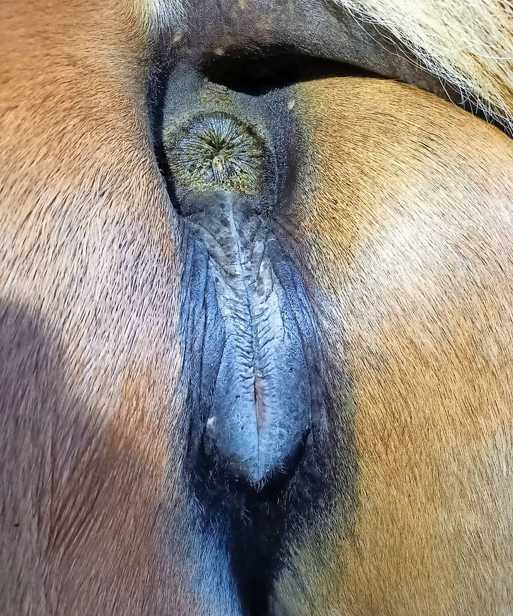 Stute Ausfluss nach Geburt: Was ist normal und wann sollten Sie sich Sorgen machen? - Haben Stuten Ausfluss stute ausfluss nach geburt - Haben Stuten Ausfluss