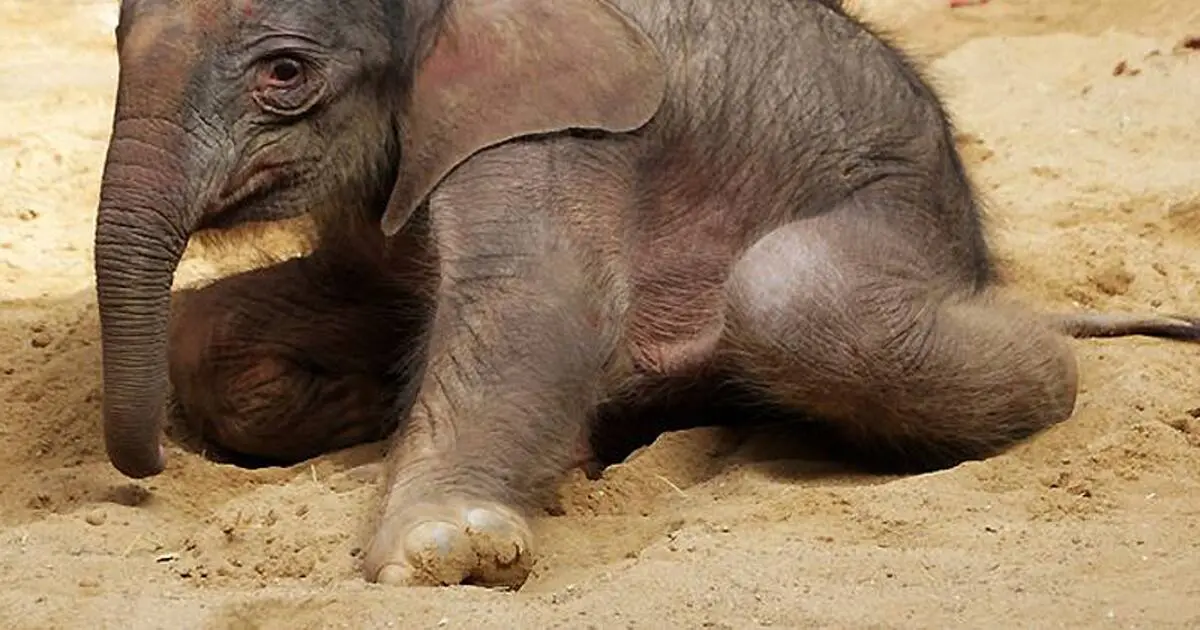geburt elefant zoo leipzig - Hat das Elefantenbaby im Zoo Leipzig überlebt