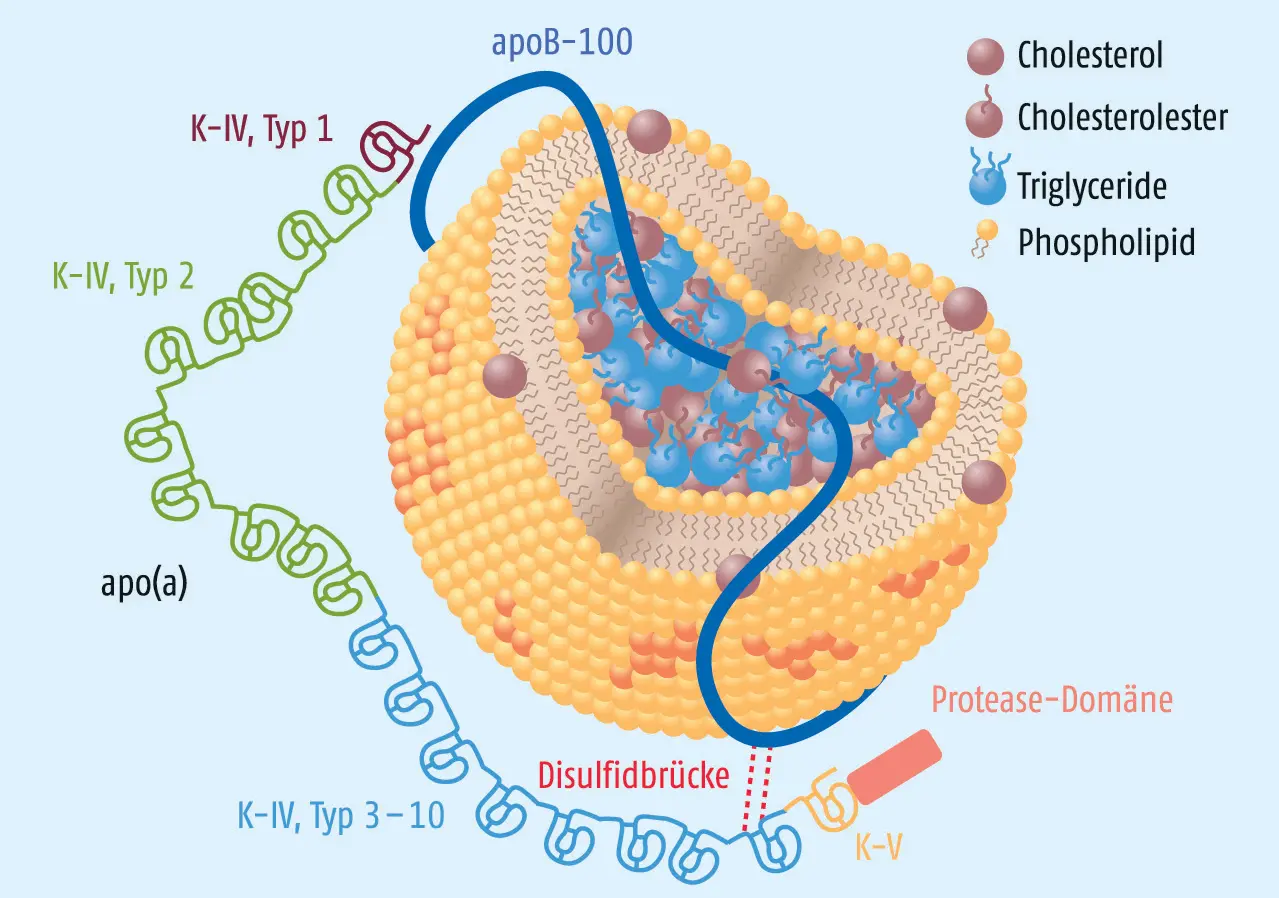 lipoprotein a schwangerschaft - Hat ein hoher Lipoprotein-A-Gehalt Auswirkungen auf die Schwangerschaft