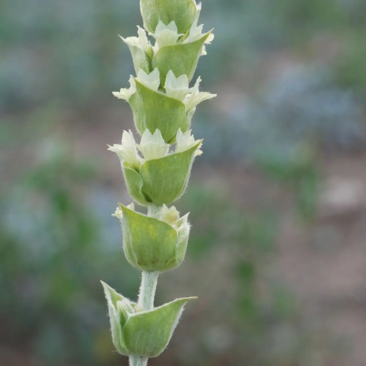griechischer bergtee schwangerschaft - Hat griechischer Bergtee Koffein