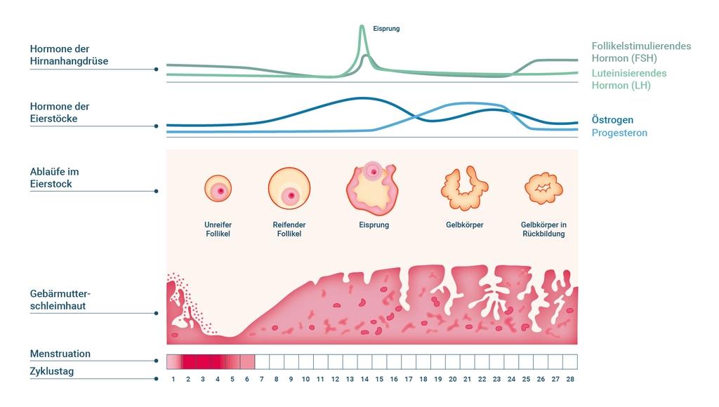 eisprung ohne periode nach geburt - Hat man einen Eisprung wenn man keine Periode bekommt