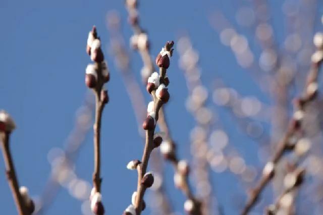 weidenrinde schwangerschaft - Hat Weidenrinde Acetylsalicylsäure