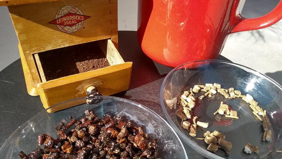 zichorienwurzel schwangerschaft - Hat Zichorie Koffein