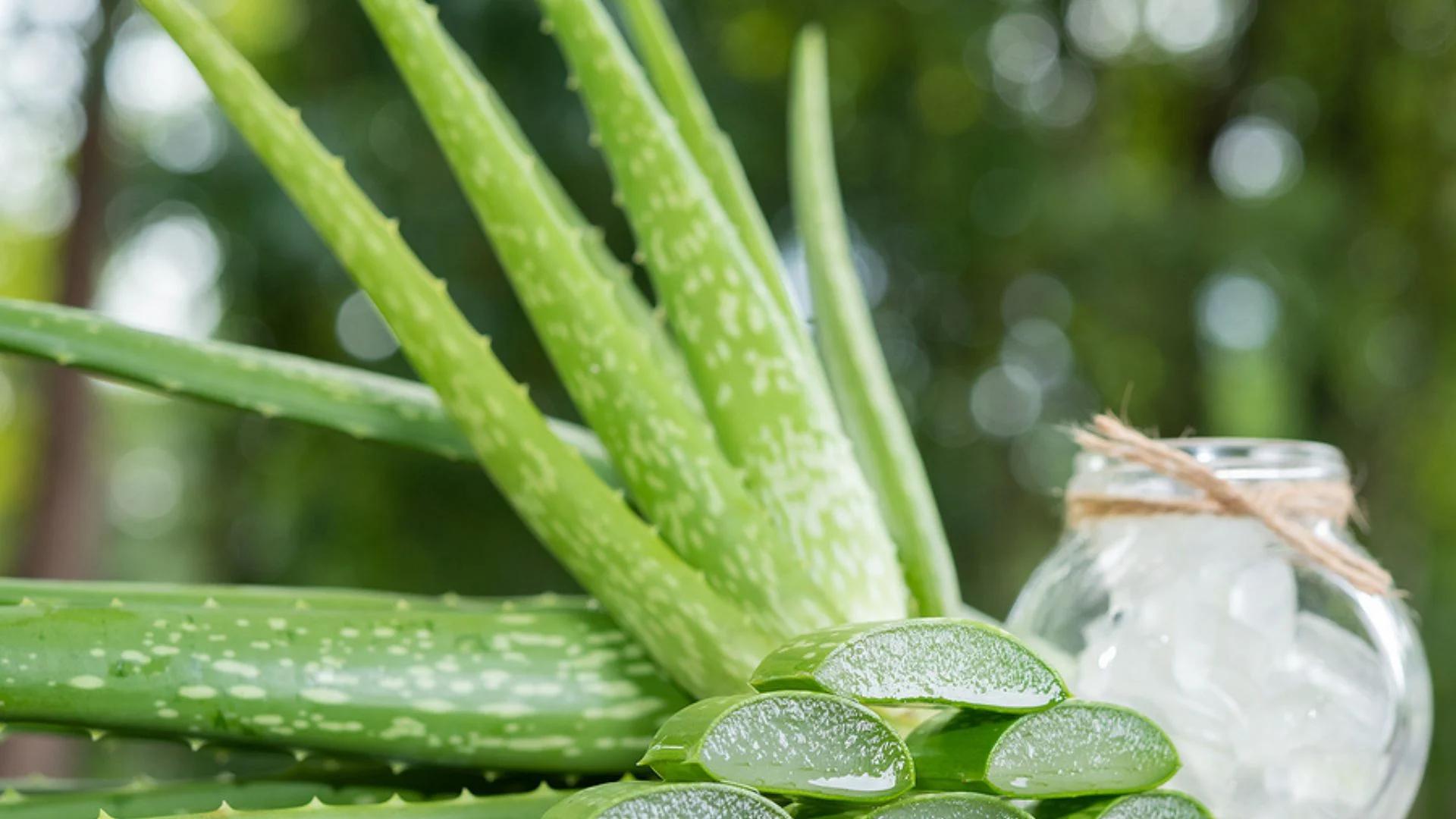 aloe vera drink schwangerschaft - Ist das Getränk Aloe Vera gesund