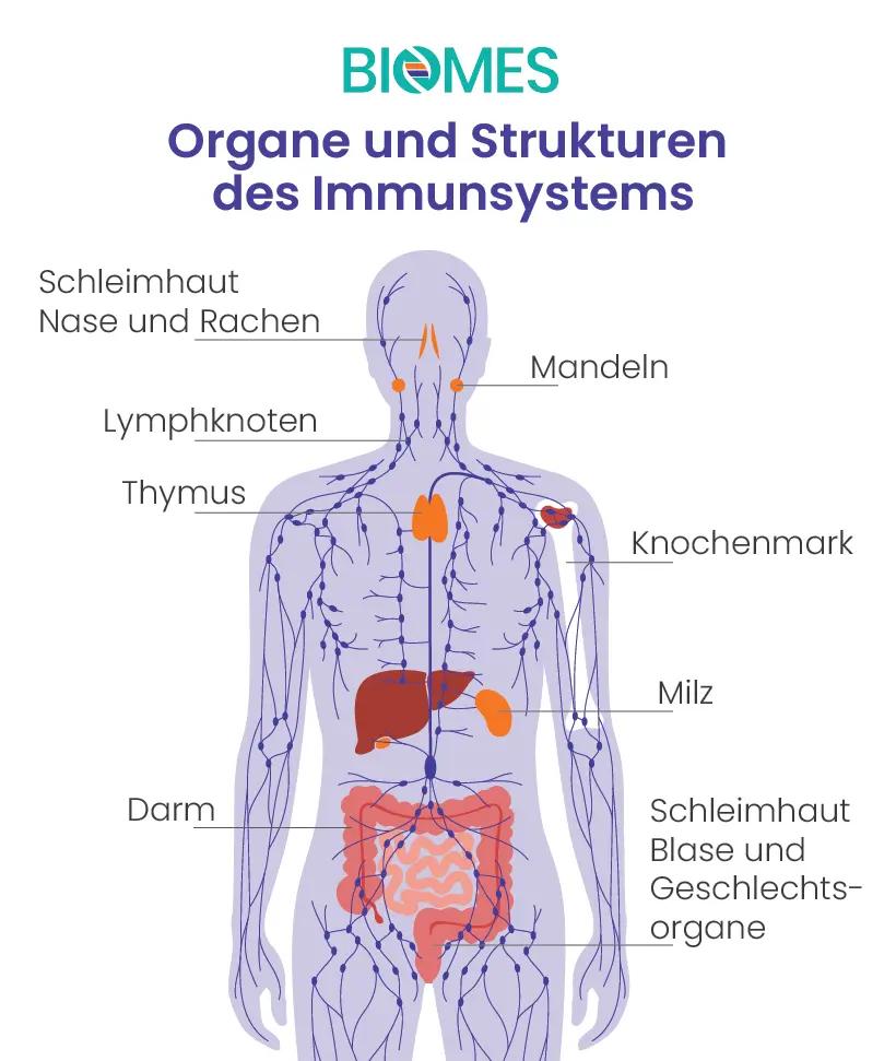 geschwächtes immunsystem nach geburt - Ist das Immunsystem in der Stillzeit geschwächt