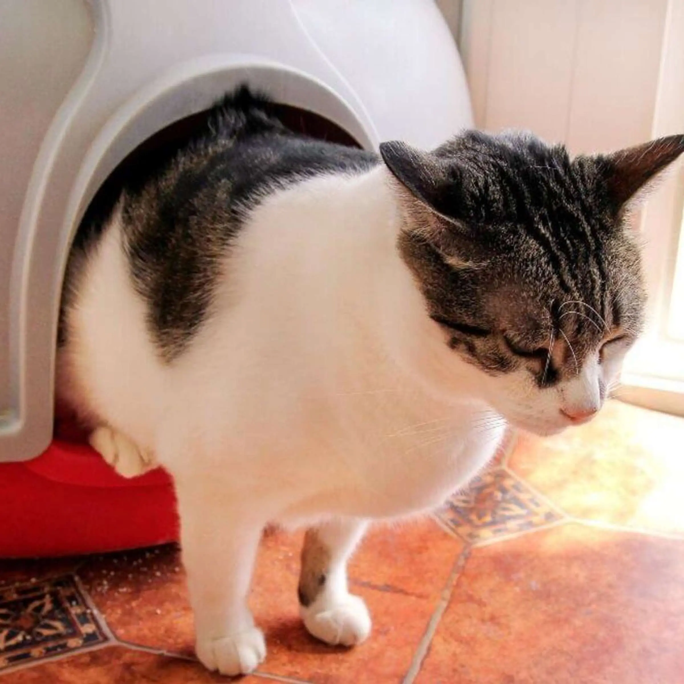 schwangerschaft katzenklo - Ist der Geruch von katzenkot gefährlich für Schwangere