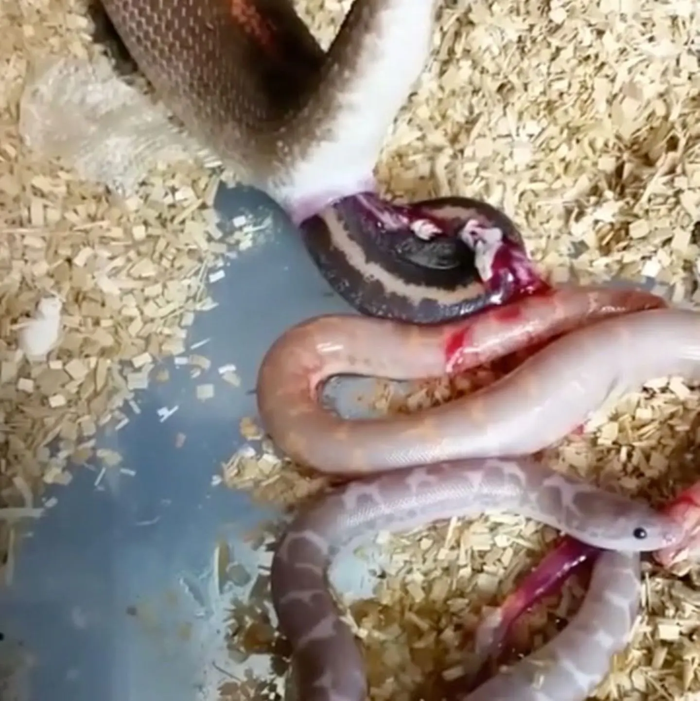 schlange geburt - Ist die Schlange ein Säugetier