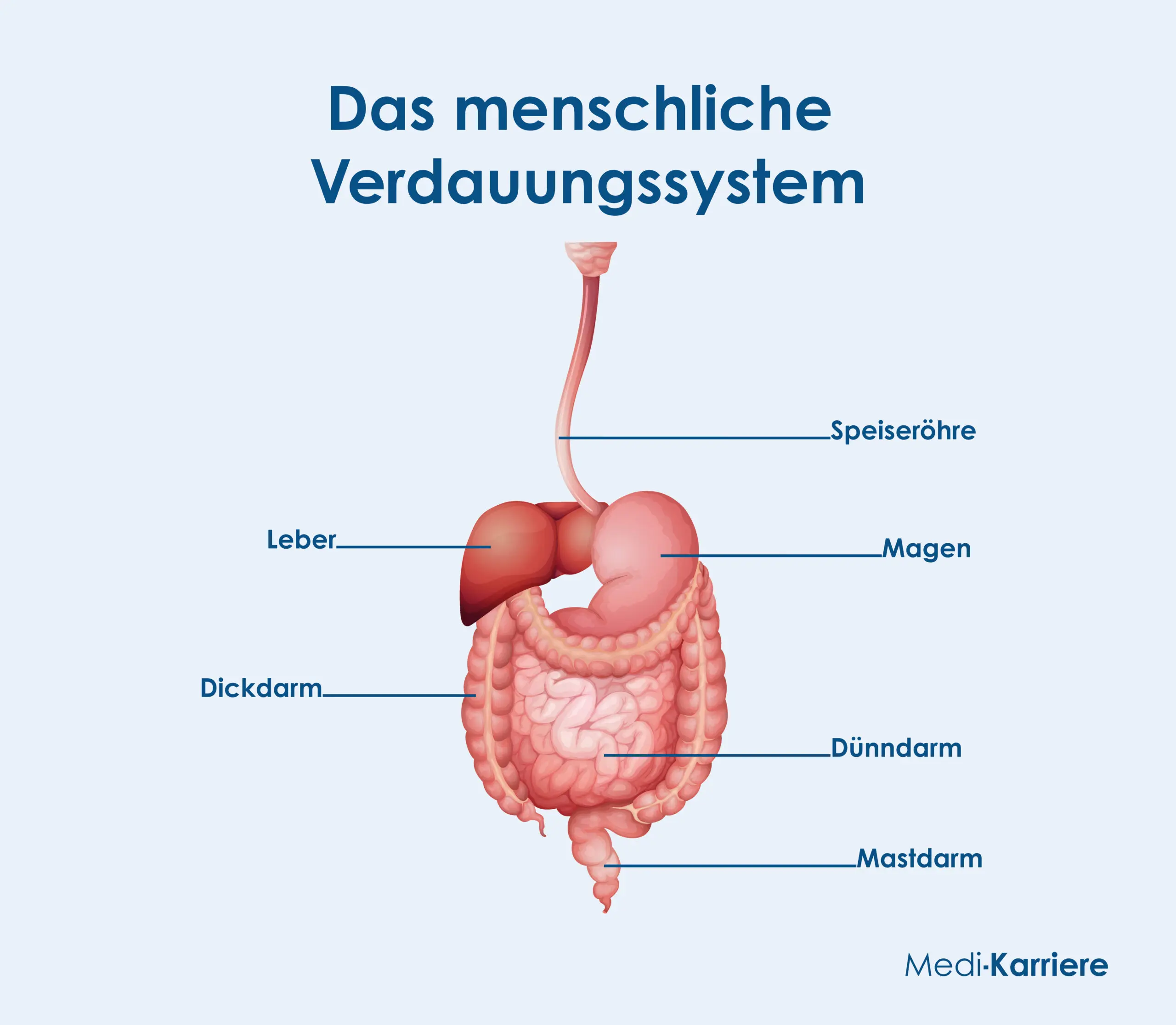 Der Durchmesser der Speiseröhre: Ein wichtiger Faktor für die Verdauung - Ist die Speiseröhre rund durchmesser speiseröhre - Ist die Speiseröhre rund