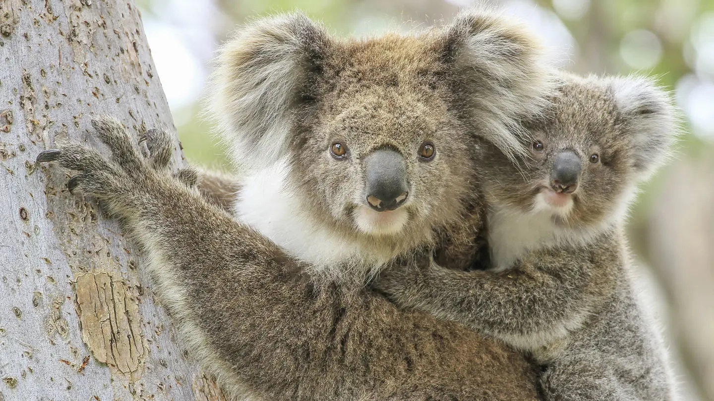 koalas eigenschaften - Ist ein Koala ein Einzelgänger