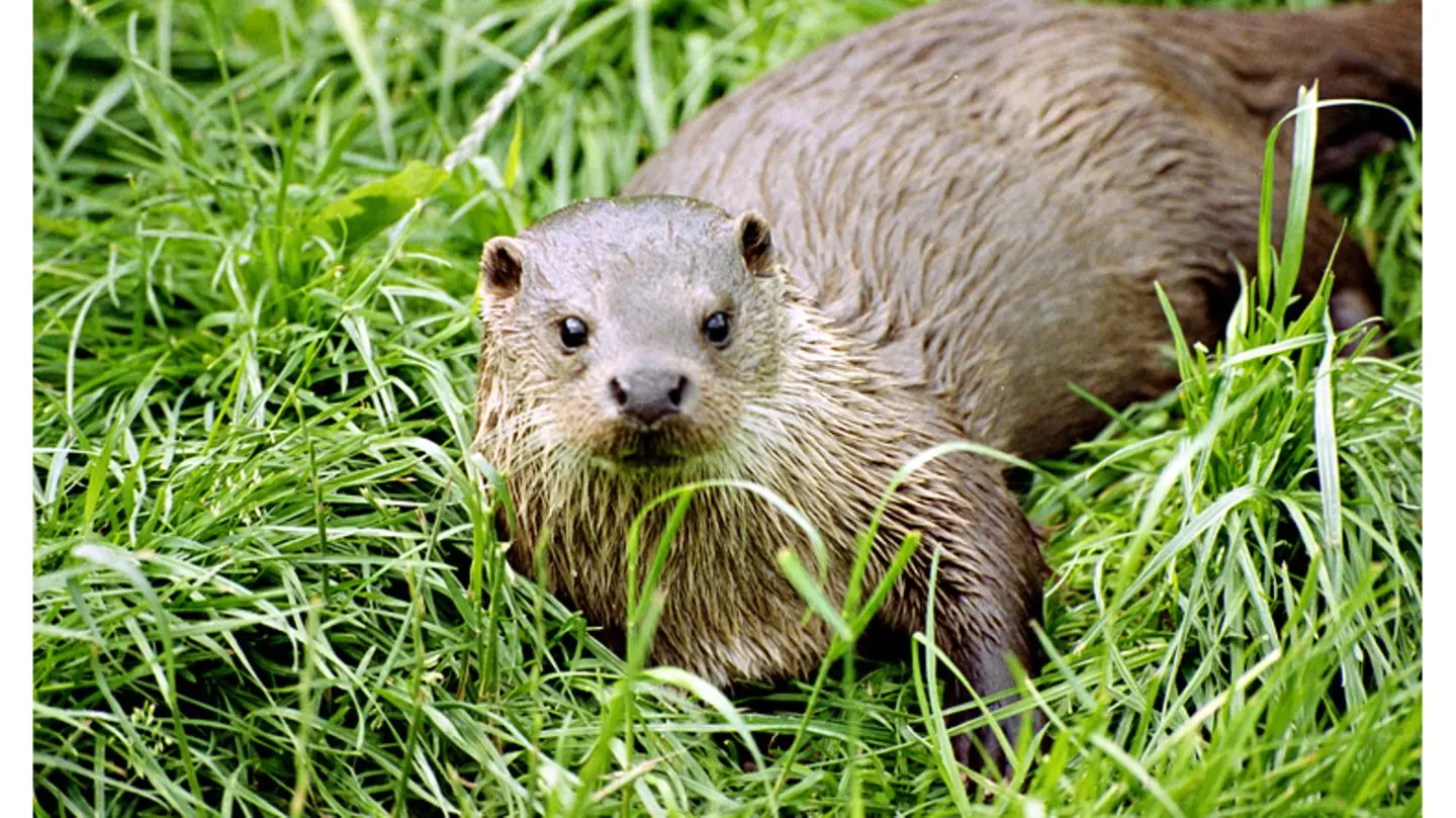 otter geburt - Ist ein Otter ein Säugetier
