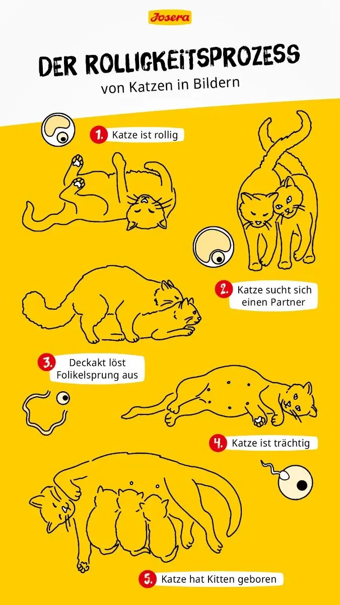 katzen rollig nach geburt - Ist eine Katze nach der Schwangerschaft noch rollig