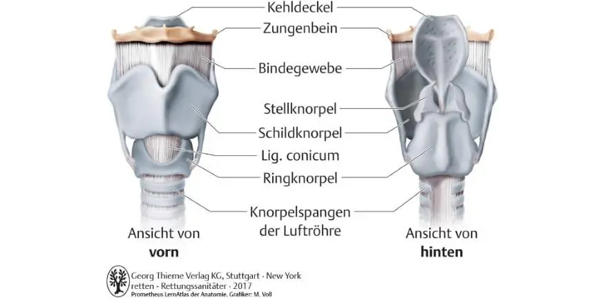 kehlkopfentzündung schwangerschaft gefährlich - Ist eine Kehlkopfentzündung ein Notfall
