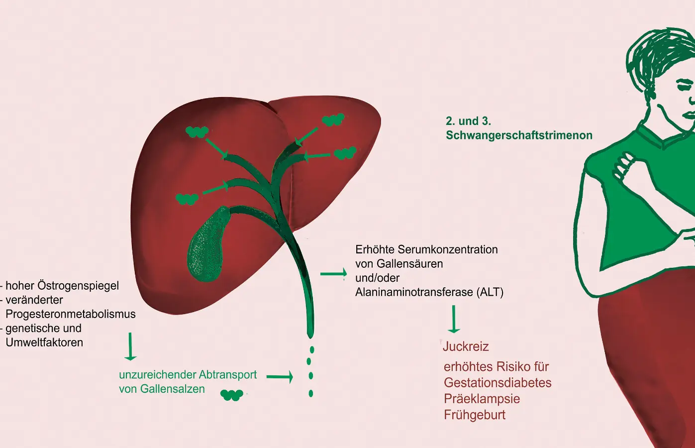 leberwerte nach geburt zu hoch - Ist es schlimm wenn Leberwerte erhöht sind
