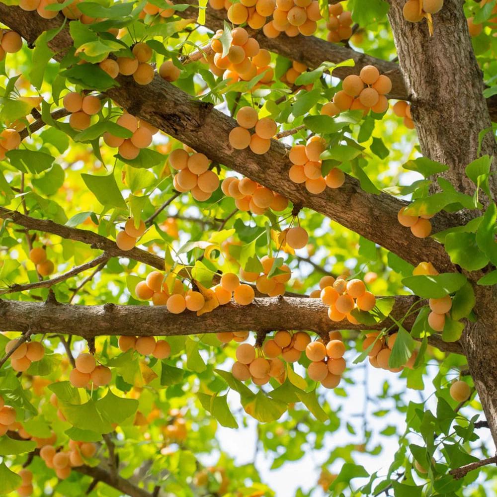 ginkgo baum zur geburt - Ist Ginkgo ein Glücksbaum