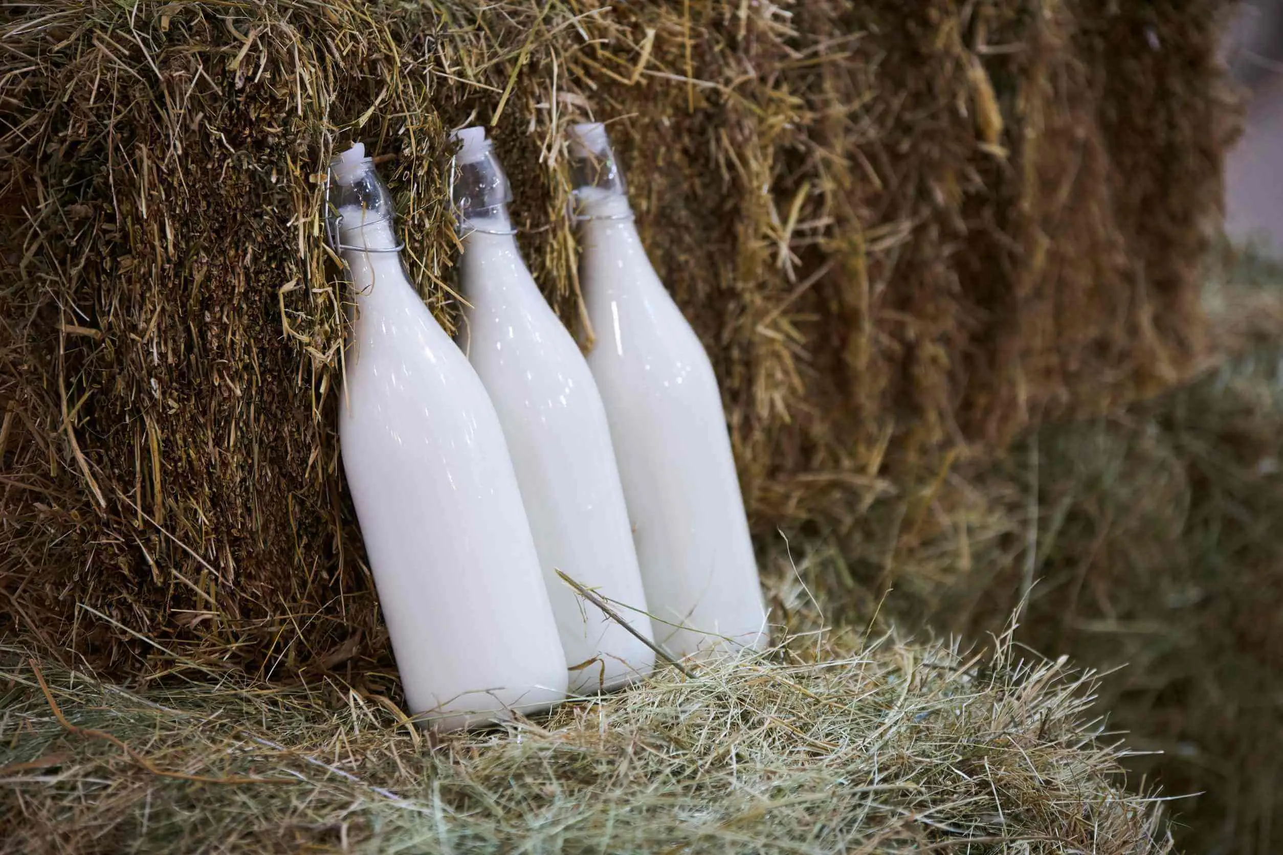 heumilchkäse schwangerschaft - Ist heumilchkäse aus Rohmilch