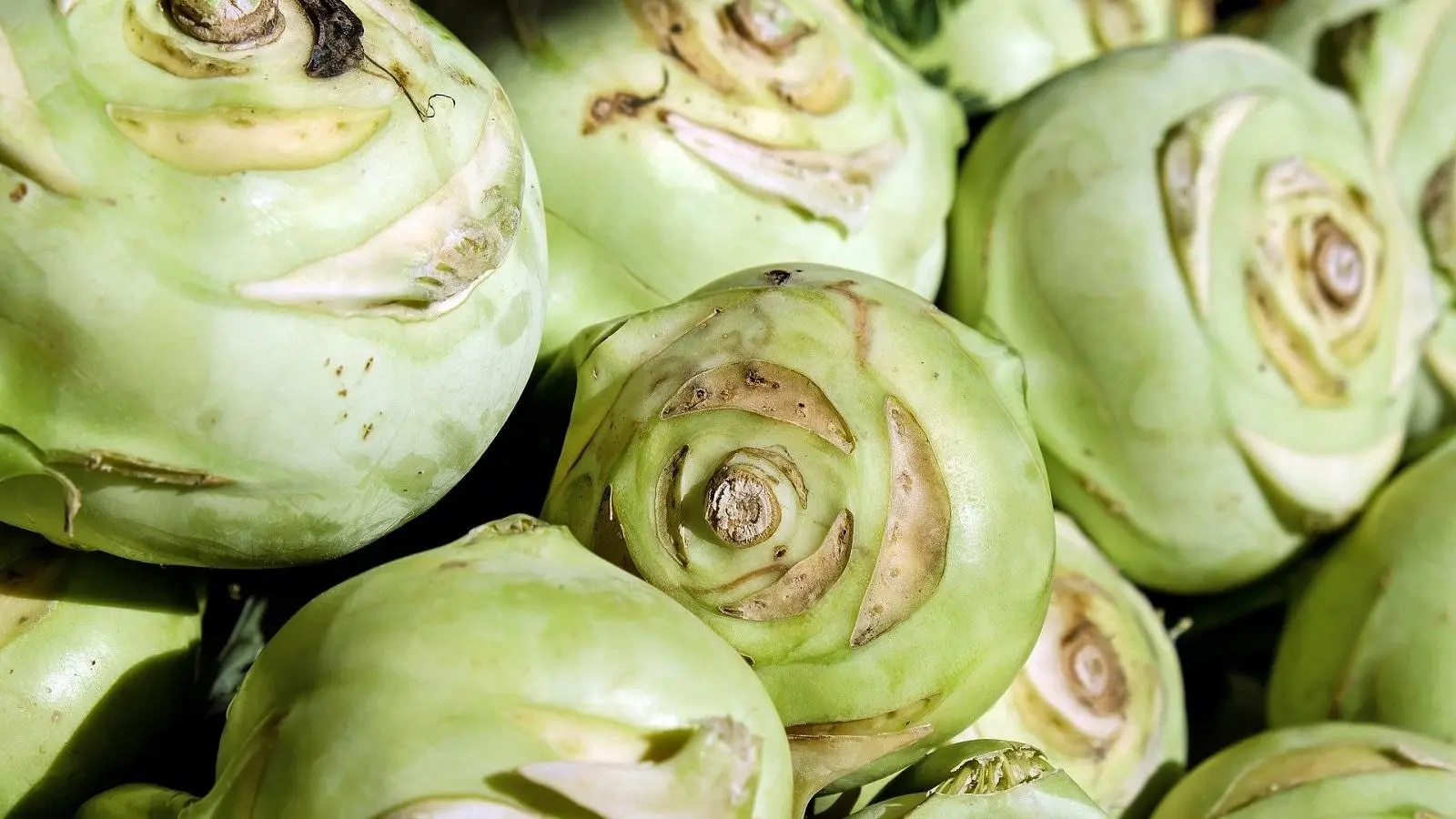 kohlrabi schwangerschaft - Ist Kohlrabi roh oder gekocht gesünder