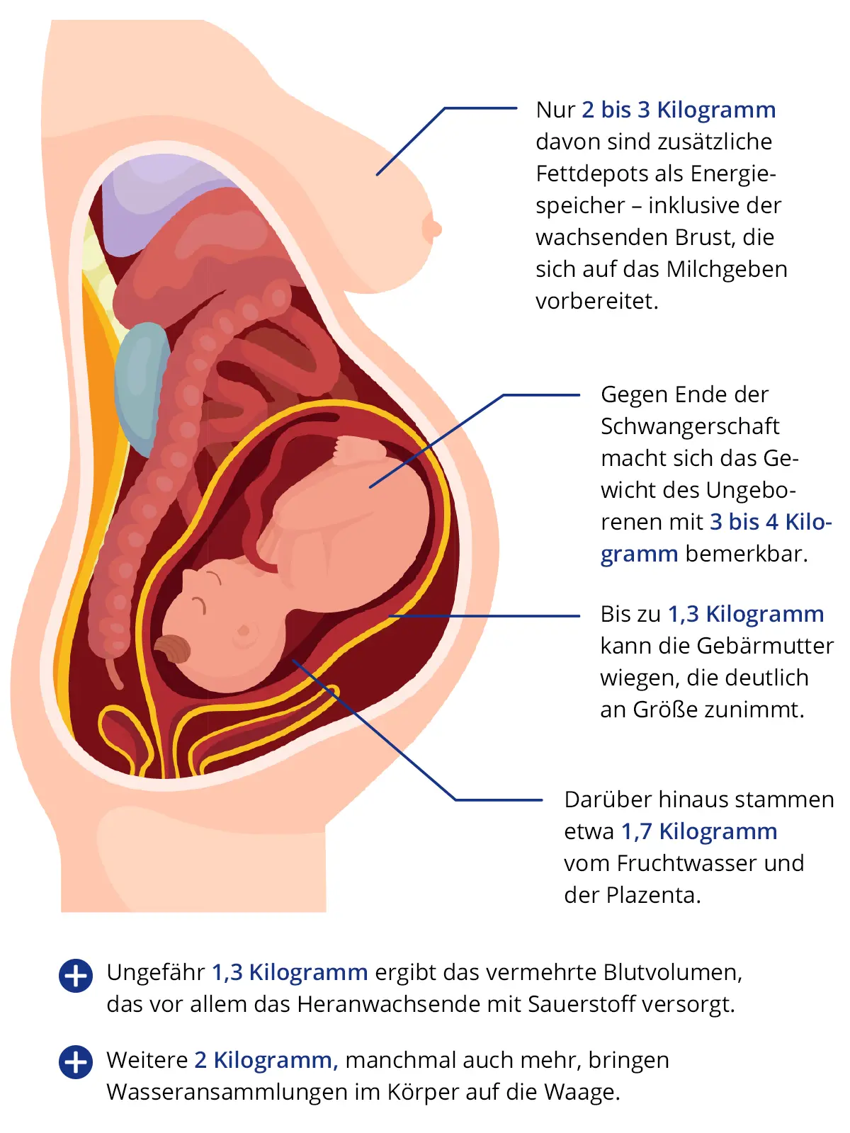 leber schwangerschaft - Ist Leber gut für Babys