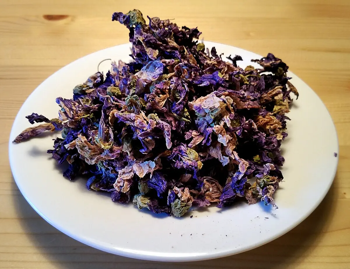 malventee schwangerschaft - Ist Malventee Hibiskustee