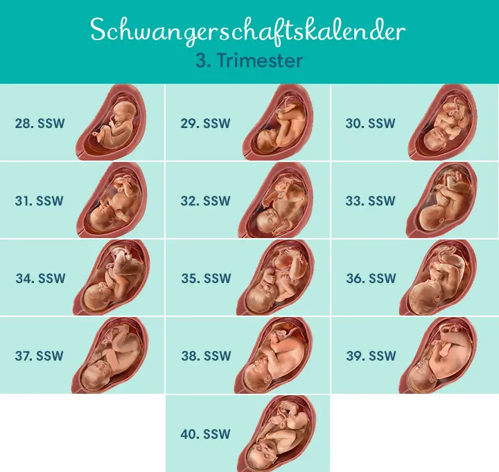 schwangerschaft wie viele wochen - Ist man 40 oder 41 Wochen schwanger