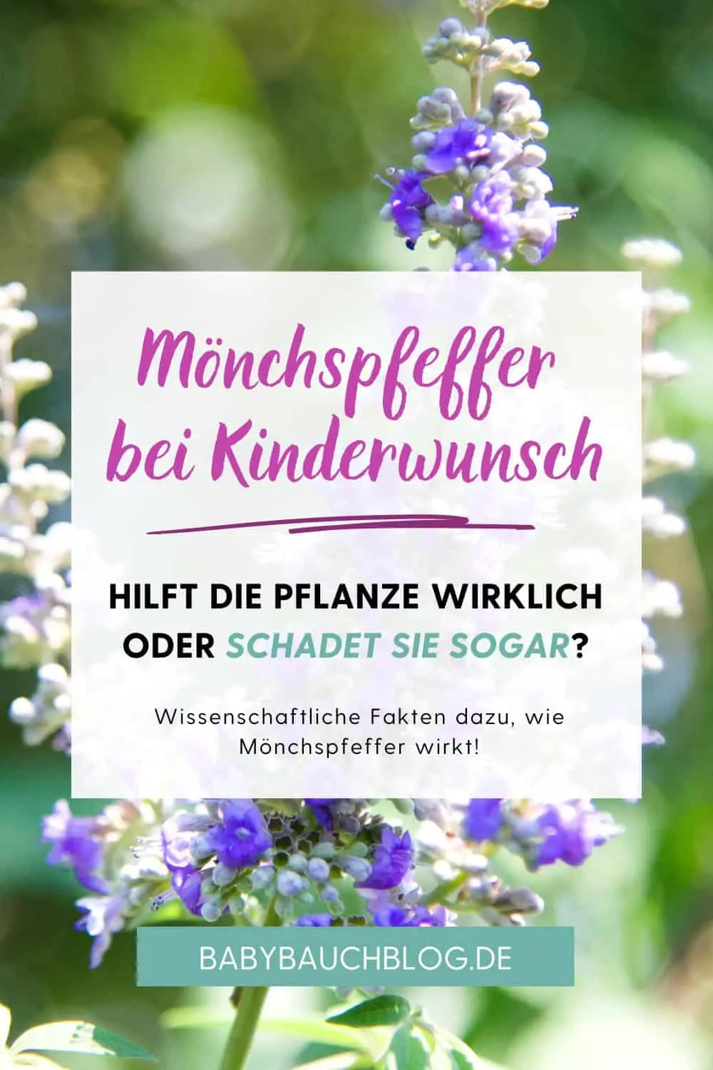 mönchspfeffer schwangerschaft - Ist Mönchspfeffer in der Schwangerschaft schädlich