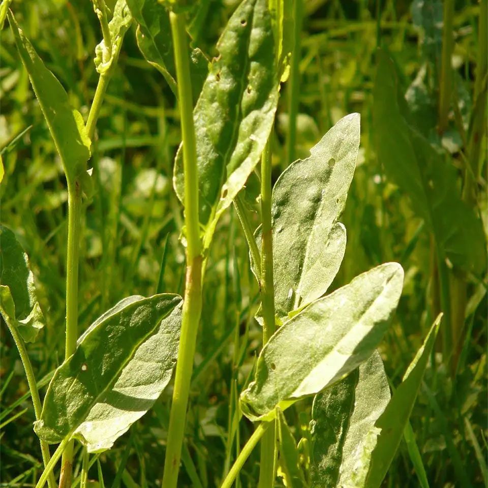 sauerampfer schwangerschaft - Ist Sauerampfer gut für den Magen