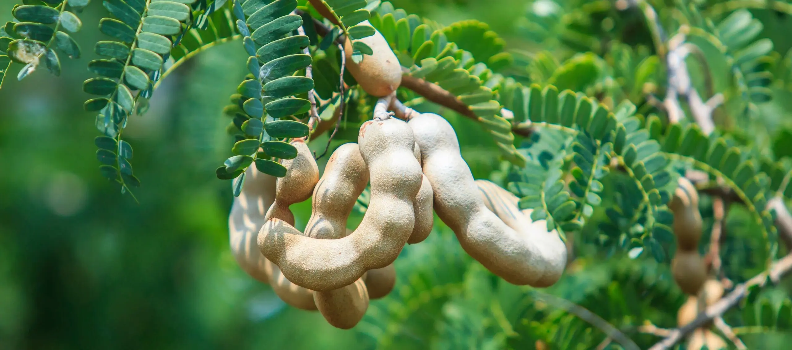 tamarind schwangerschaft - Ist Tamarind Paste gesund