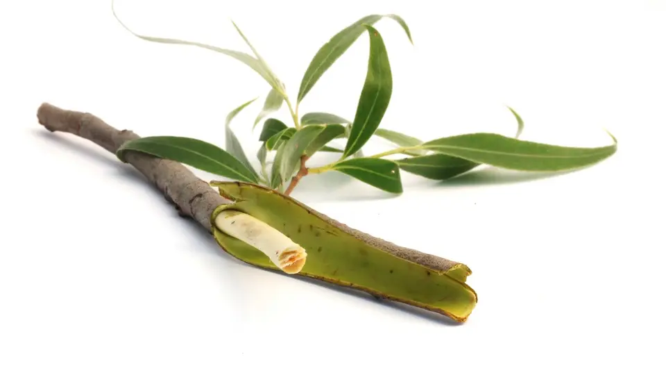 weidenrinde schwangerschaft - Ist Weidenrinde gut für die Haut