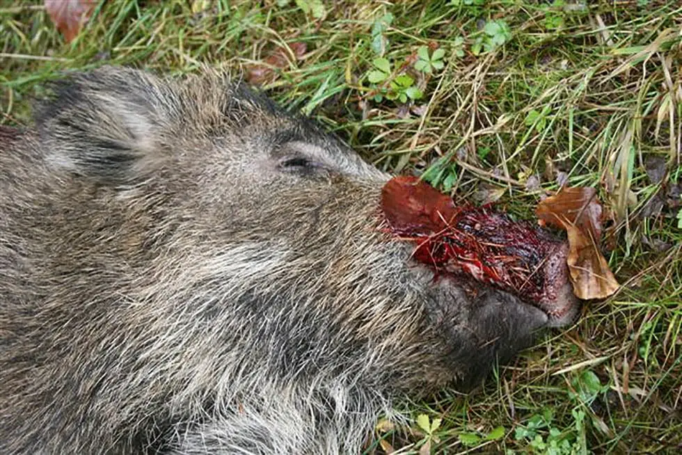 wild schwangerschaft - Ist Wildfleisch belastet