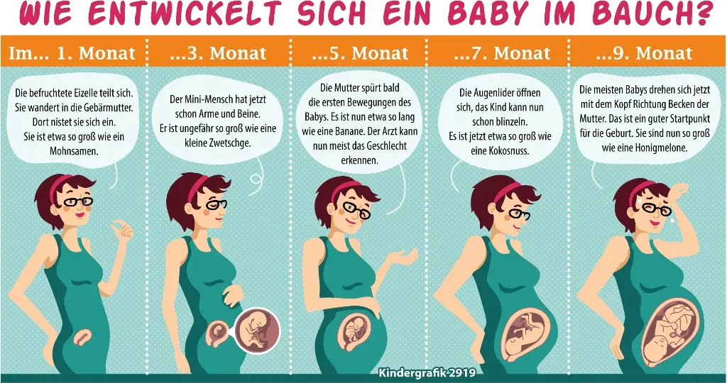 schwangerschaft ab wann hören babys - Kann das Baby in der 14 SSW hören