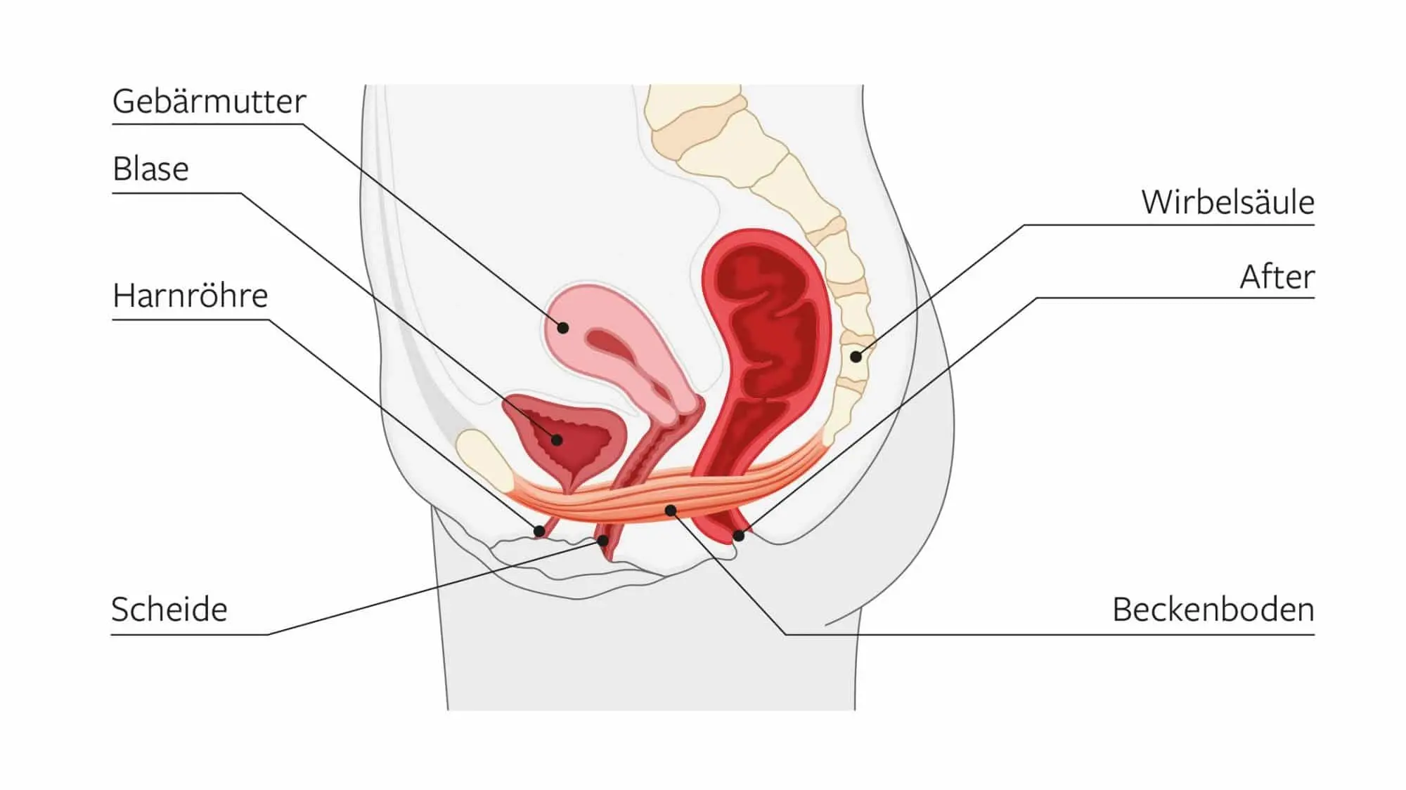 Ein starker Beckenboden: Segen oder Fluch in der Geburt? - Kann der Beckenboden zu stark sein starker beckenboden geburt - Kann der Beckenboden zu stark sein