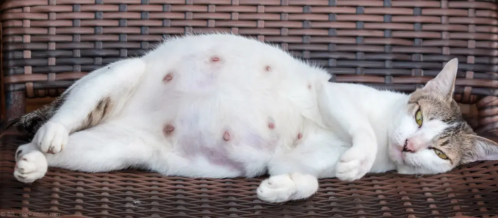 wann kann eine katze nach der geburt wieder schwanger werden - Kann eine Katze 2 mal hintereinander trächtig