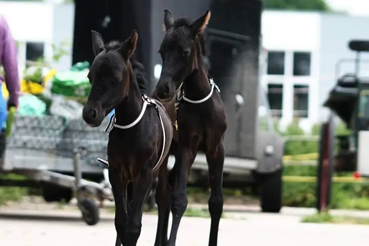 Fohlen Geburt von Zwillingen: Eine seltene und herausfordernde Erfahrung - Kann eine Stute zwei Fohlen bekommen fohlen geburt von zwillingen - Kann eine Stute zwei Fohlen bekommen