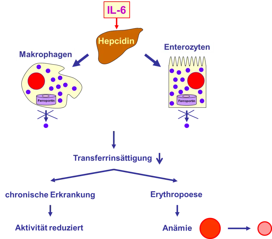 Thrombozytose und Eisenmangel: Ein komplexer Zusammenhang - Kann Eisenmangel Thrombozyten erhöhen thrombozytose eisenmangel - Kann Eisenmangel Thrombozyten erhöhen