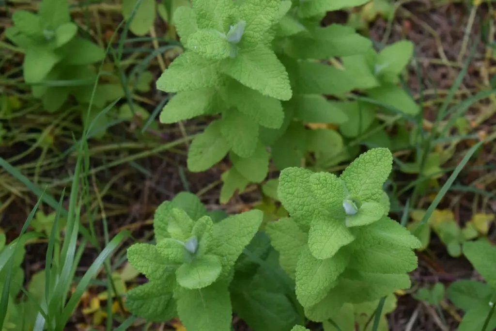 apfelminze schwangerschaft - Kann man Apfelminze essen