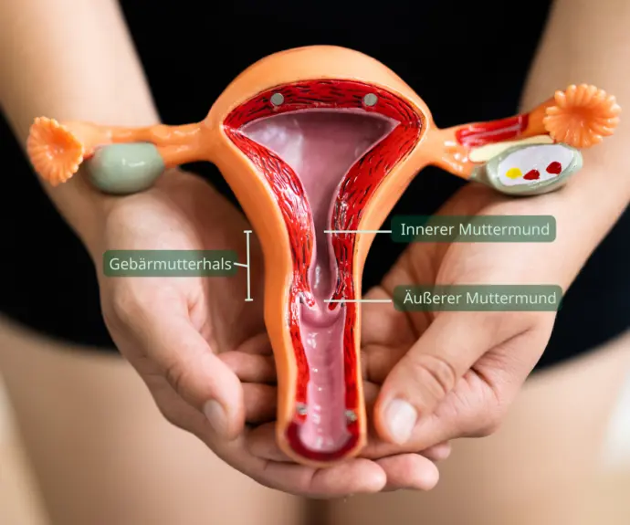 schwangerschaft ertastbar - Kann man den Embryo ertasten