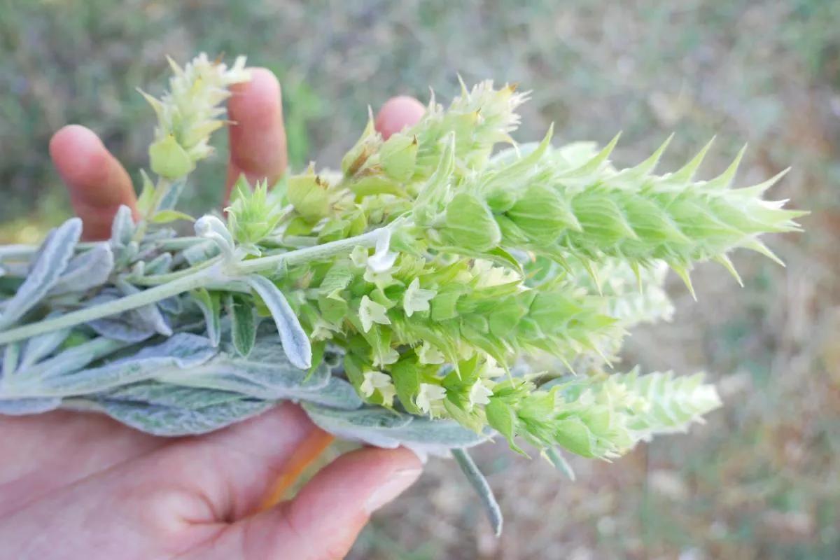 griechischer bergtee schwangerschaft - Kann man griechischen Bergtee täglich trinken