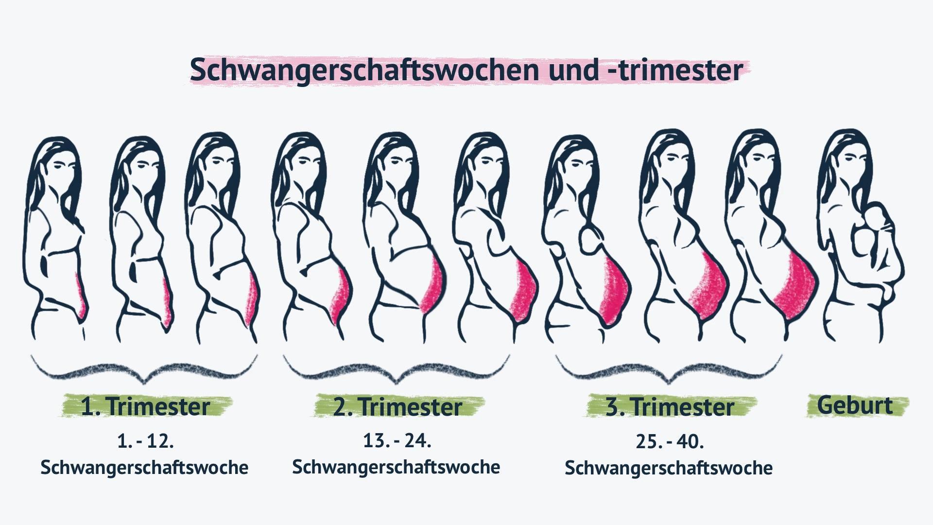 ab wann bauch sichtbar schwangerschaft - Kann man in der 12 Woche schon einen Bauch sehen