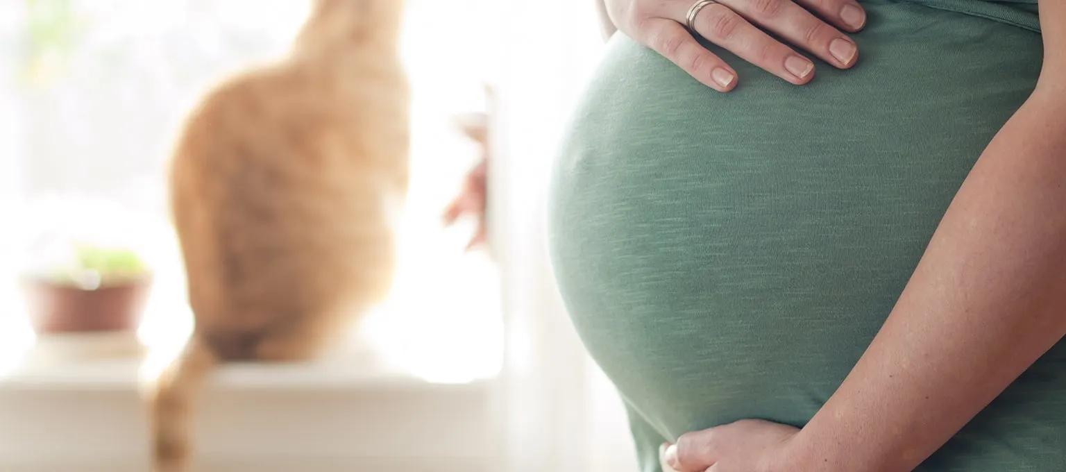 toxoplasmose immun schwangerschaft - Kann man Toxoplasmose 2 mal bekommen