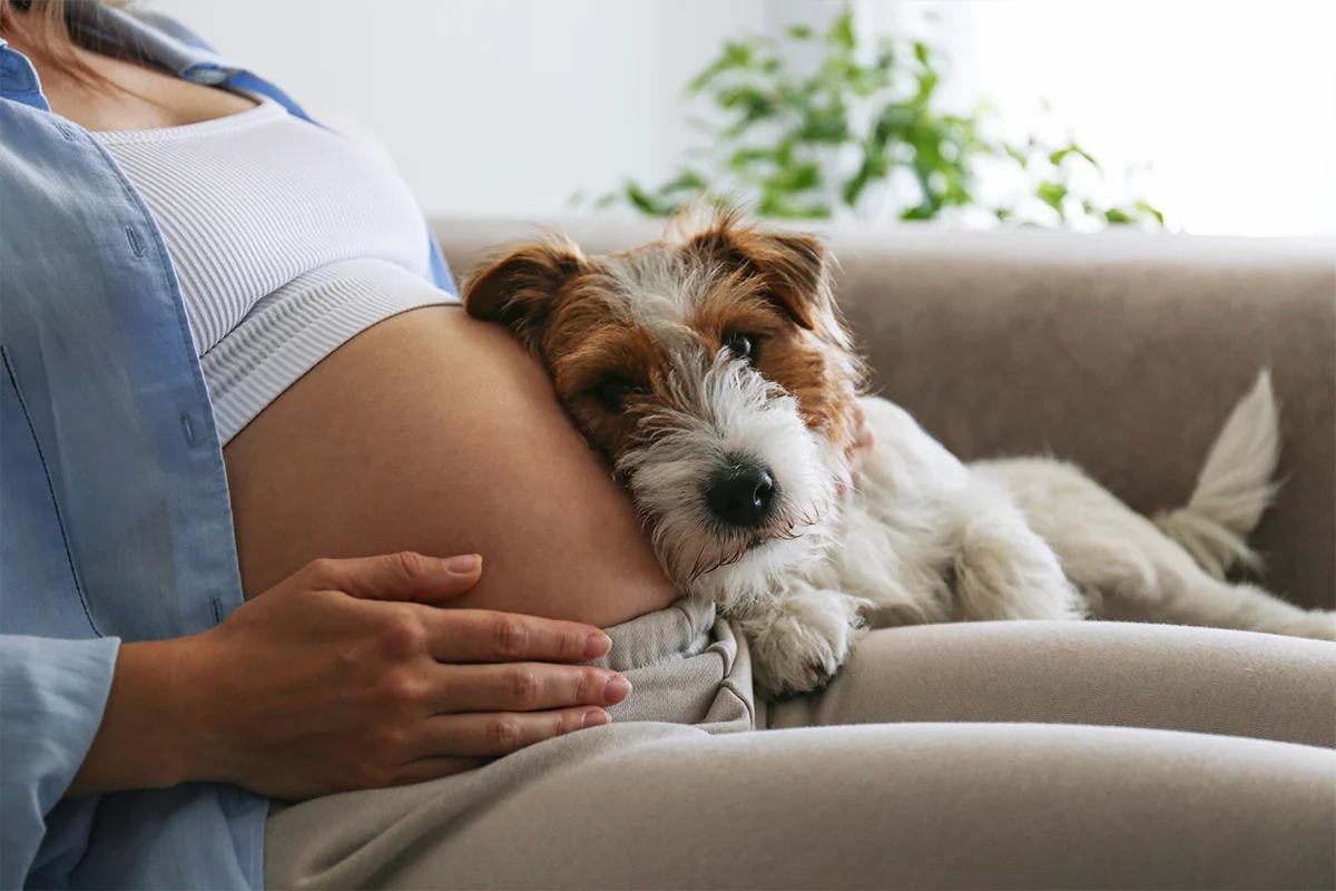 hund schwangerschaft mensch - Kann mein Hund den Herzschlag von meinem Baby hören