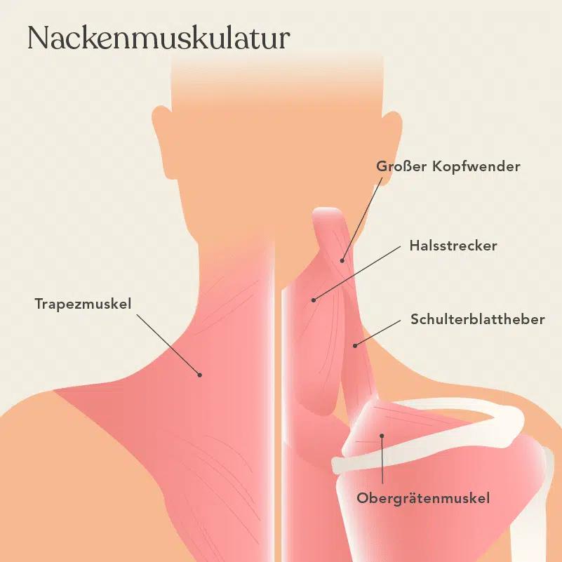 trapezmuskel entzündung symptome - Kann sich der Trapezmuskel entzünden